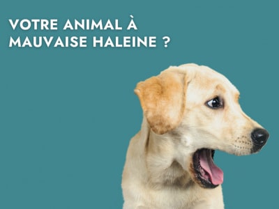 Dentisterie chien chat